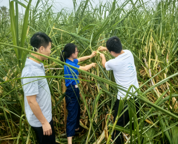 在徐闻县下桥镇甘蔗地灾后指导.png