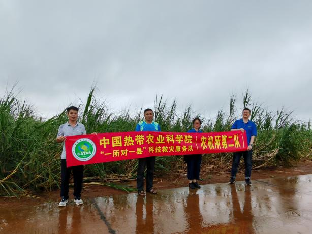 在雷州市龙门镇甘蔗地灾后指导.png